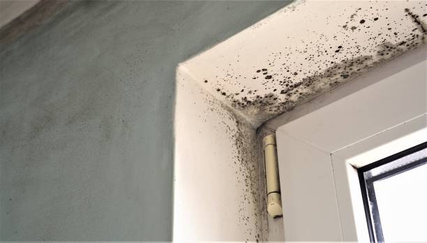 Manchester, PA Mold Removal Company