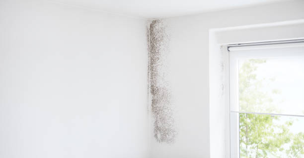 Environmental Consulting for Mold Prevention in Manchester, PA