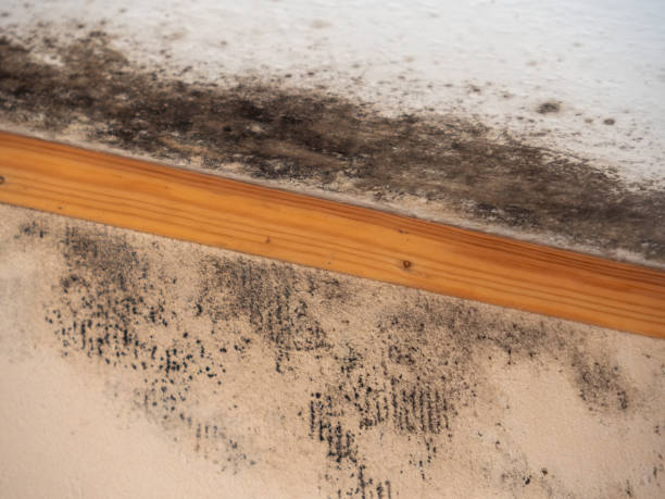  Manchester, PA Mold Removal Pros