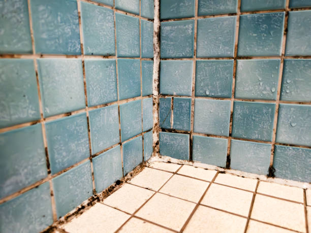 Best Post-Construction Mold Inspection  in Manchester, PA
