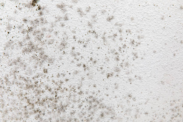 Best Mold Remediation for Healthcare Facilities  in Manchester, PA