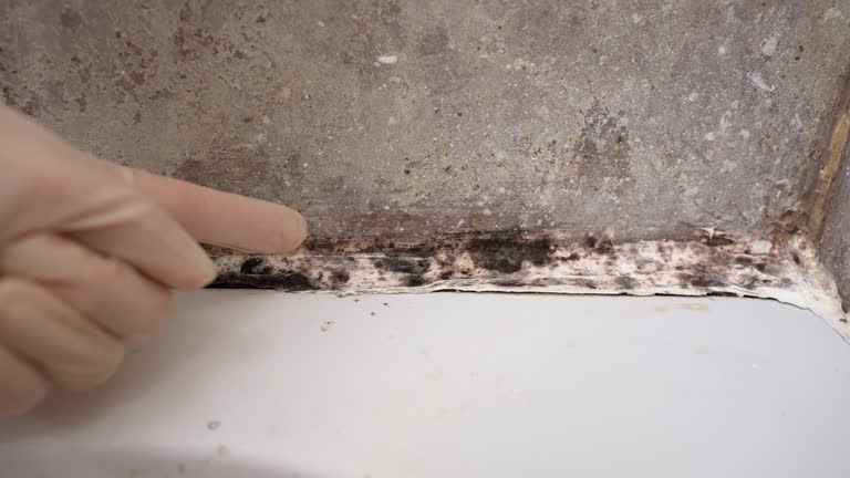 Best Water Damage & Mold Remediation  in Manchester, PA