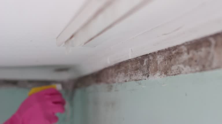 Best Mold Damage Restoration  in Manchester, PA
